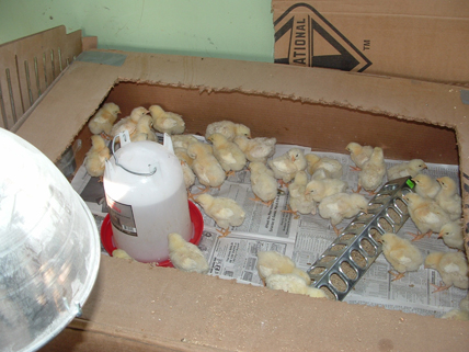 baby chicks pictures. The arrival of aby chickens