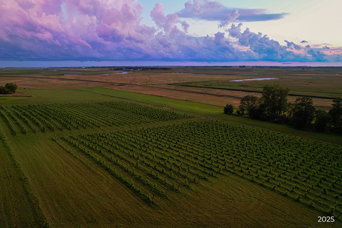 The vineyard in 2025