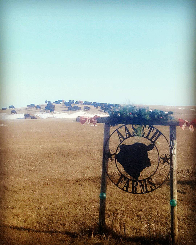 Aaseth Farms sign with cattle in background