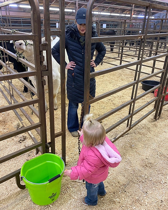 Getting the show cattle ready