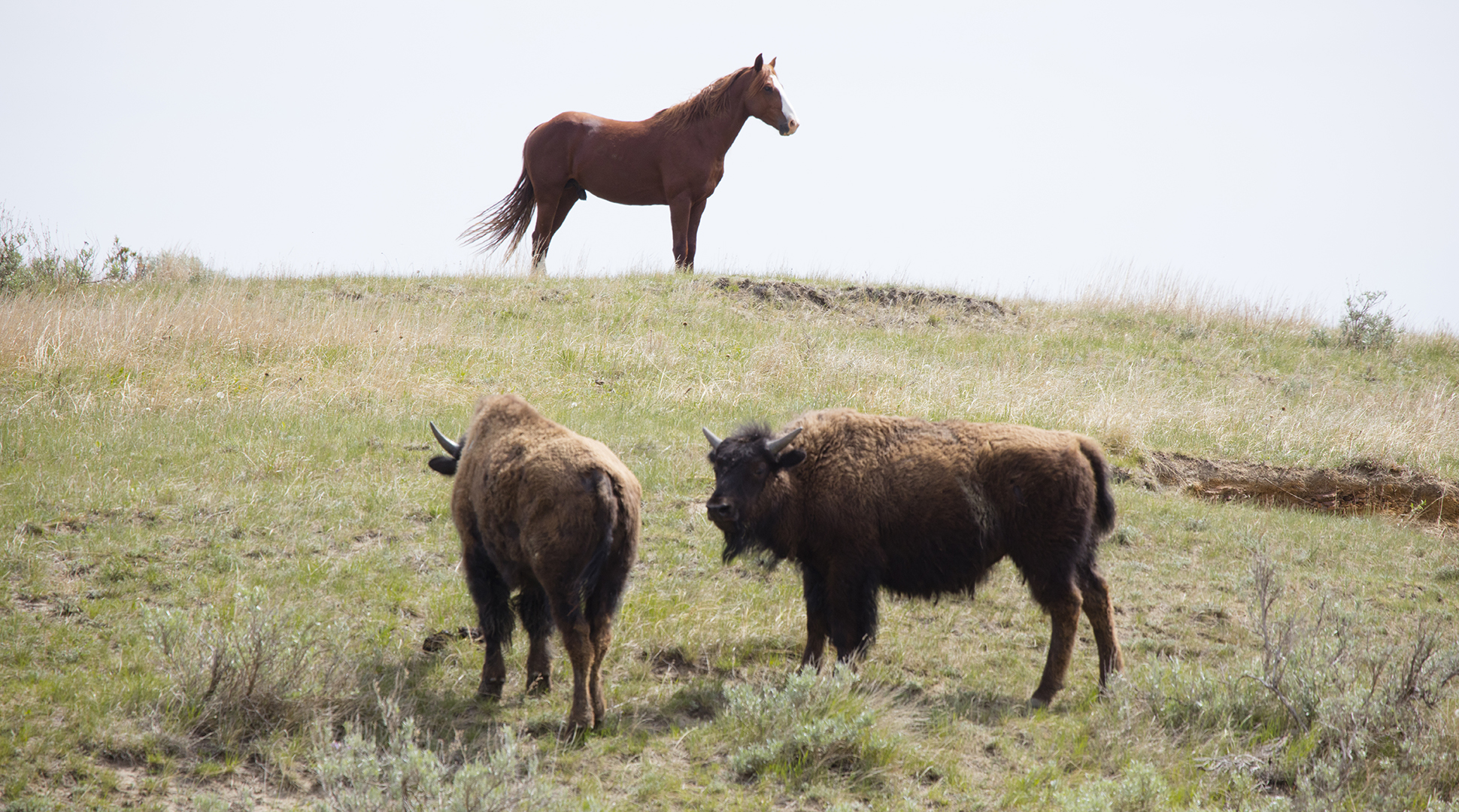 Parky park and the bison bunch