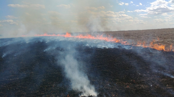 Carie's 2019 wheat crop had to be burned. Too much snow last fall stopped them from harvesting the crop.