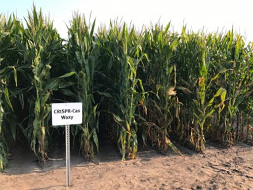 CRISPR corn plot