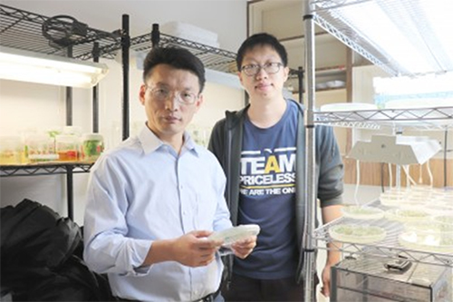 Florida Farm Bureau photo: Nian Wang using CRISPR to solve citrus greening