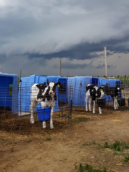 calf hutches