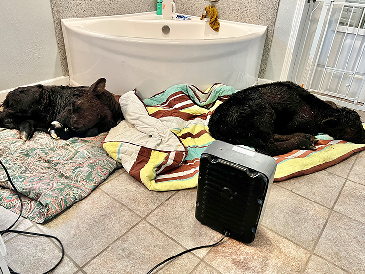 two calves on the bathroom floor