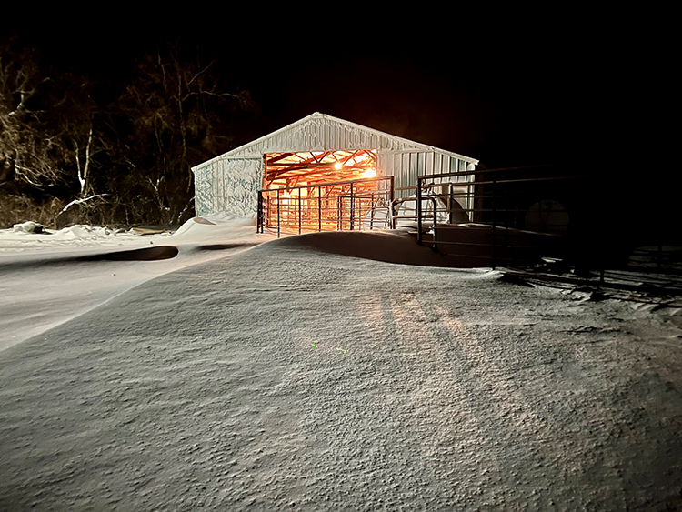 Quonset is a makeshift barn during blizzard
