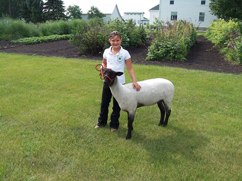 4-H show sheep