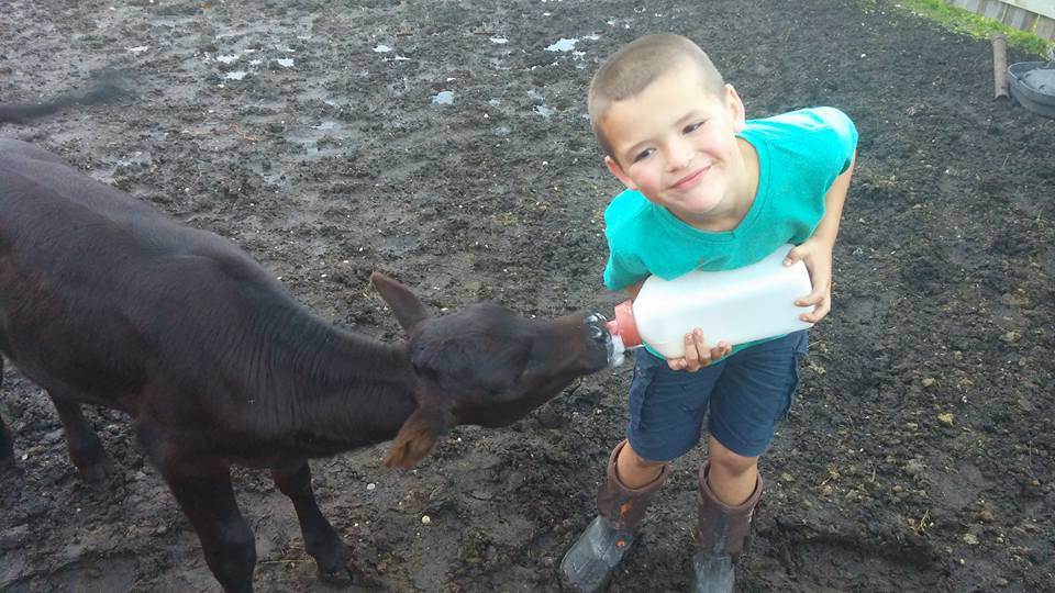 feeding the calf