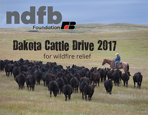 Cattle drive to help wildfire victims