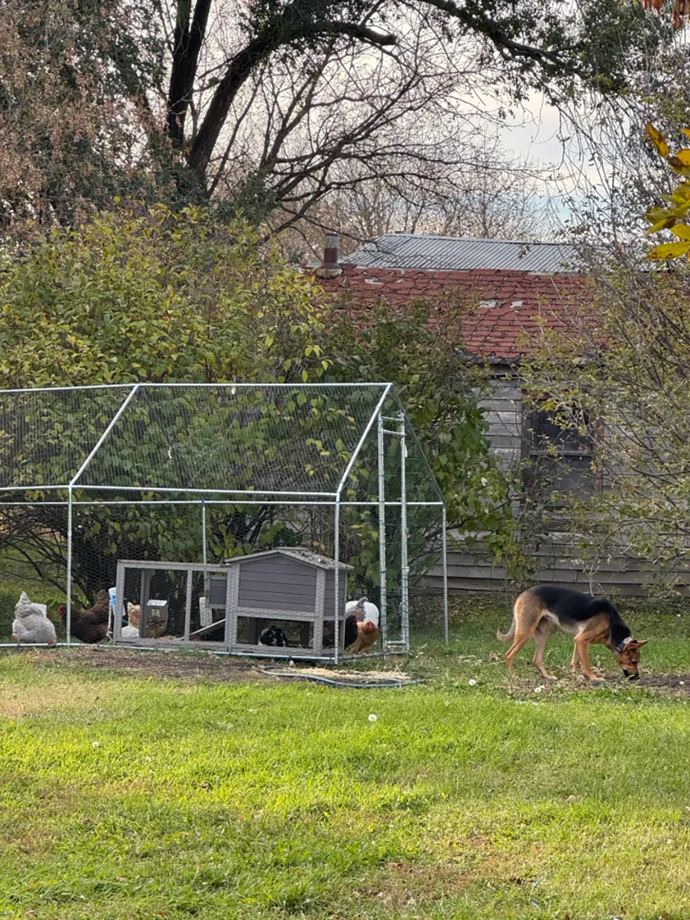 The chicken coop as it was, with the new, ahem, one in the background