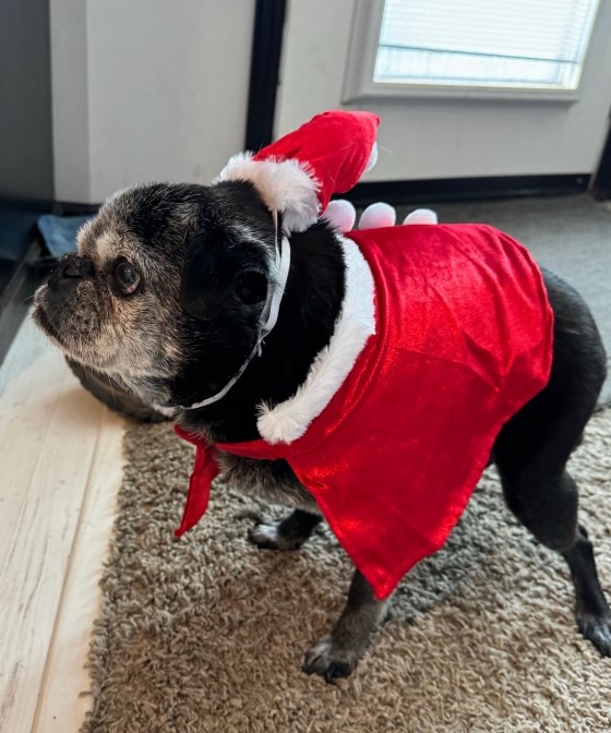 Santa dog