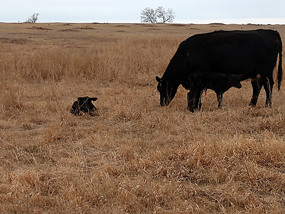 A cow and her calf