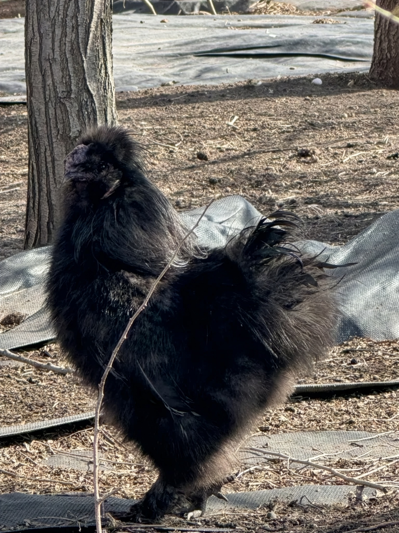 Darth Vader the rooster