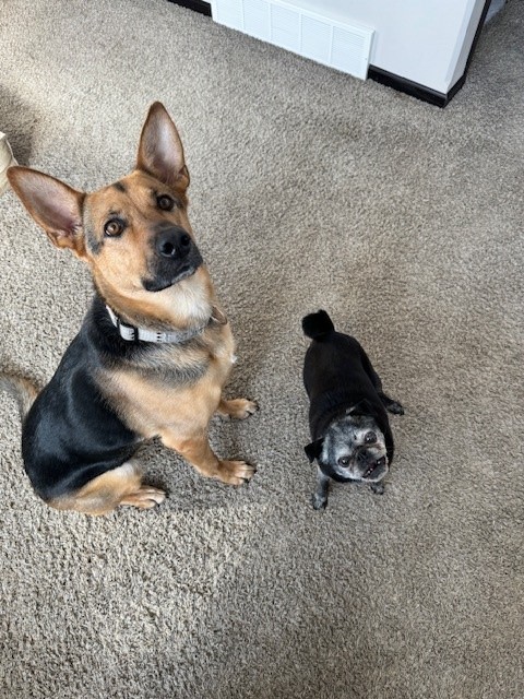 Two-dog family with Denali and Jack