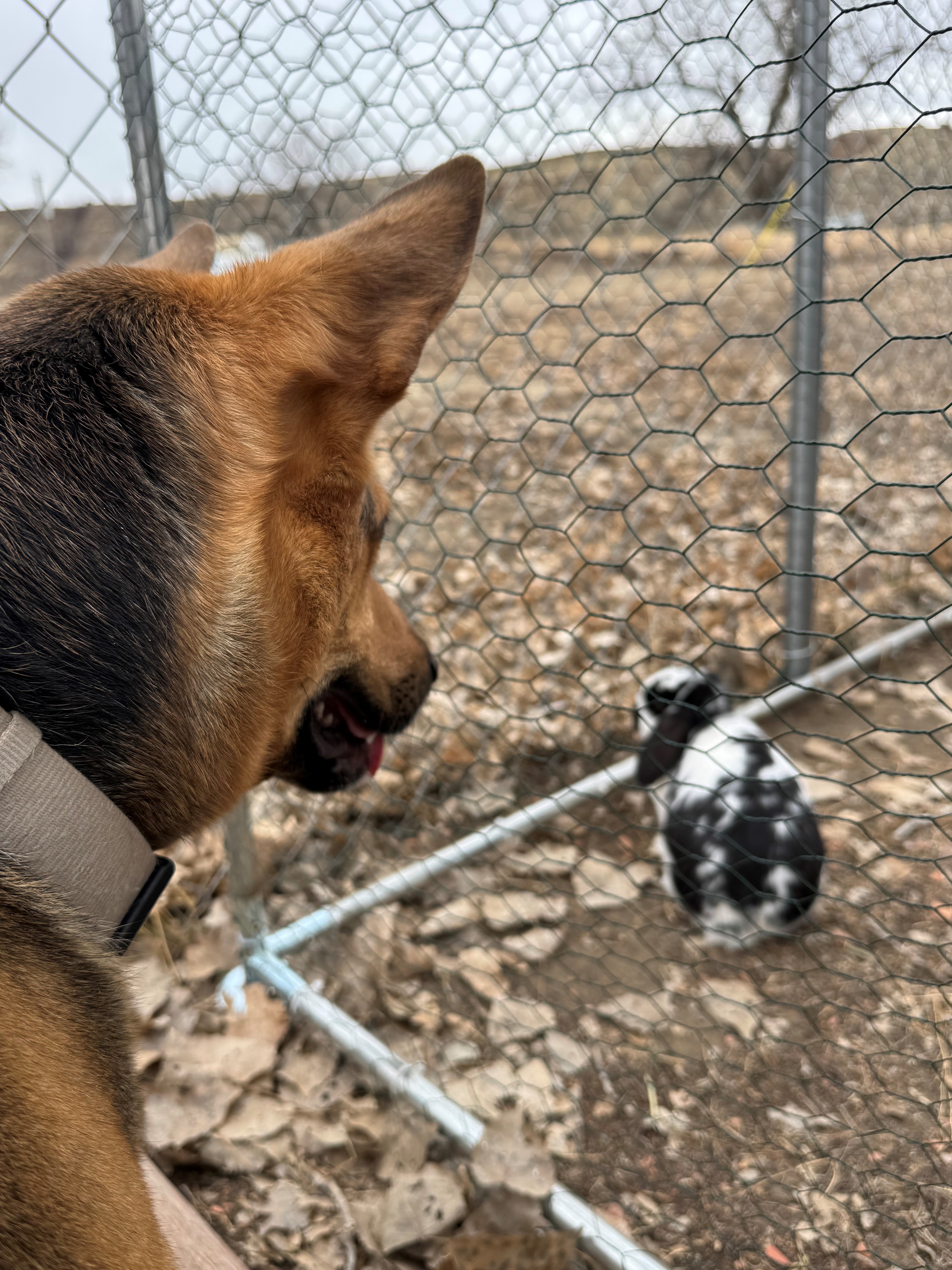 Denali eyes a bunny