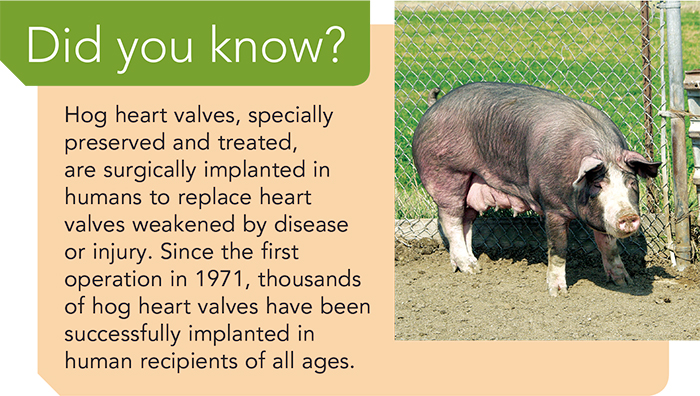 Hog heart valves are surgically implanted in humans!