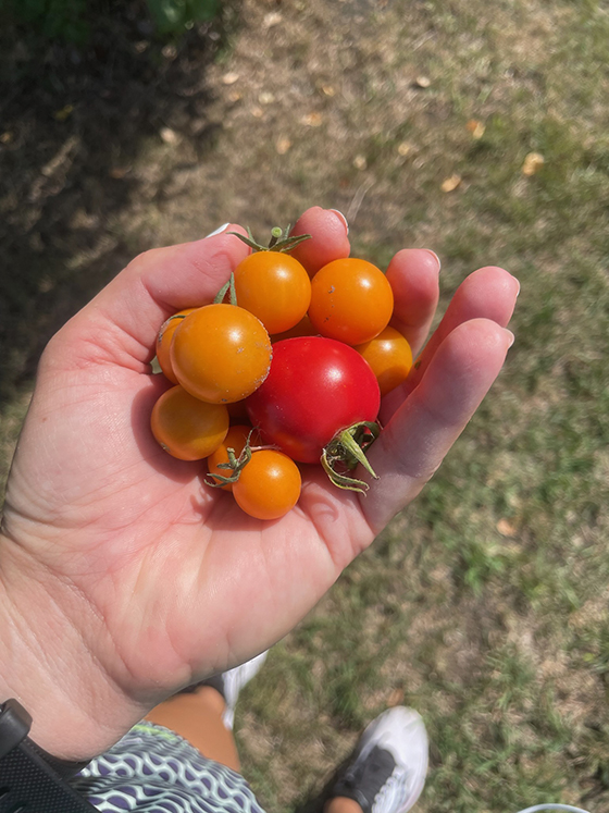 Elizabeth's 2022 tomato crop