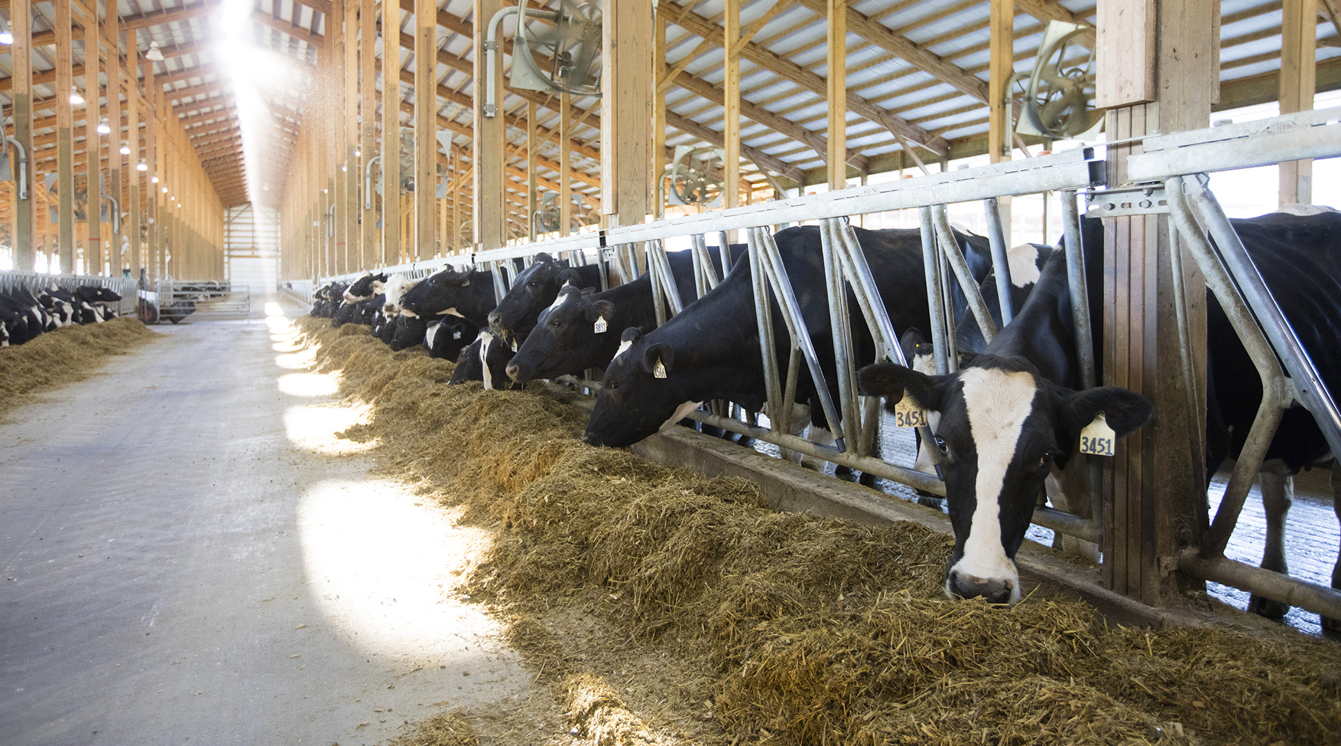 From cow to carton: lessons learned on a dairy farm