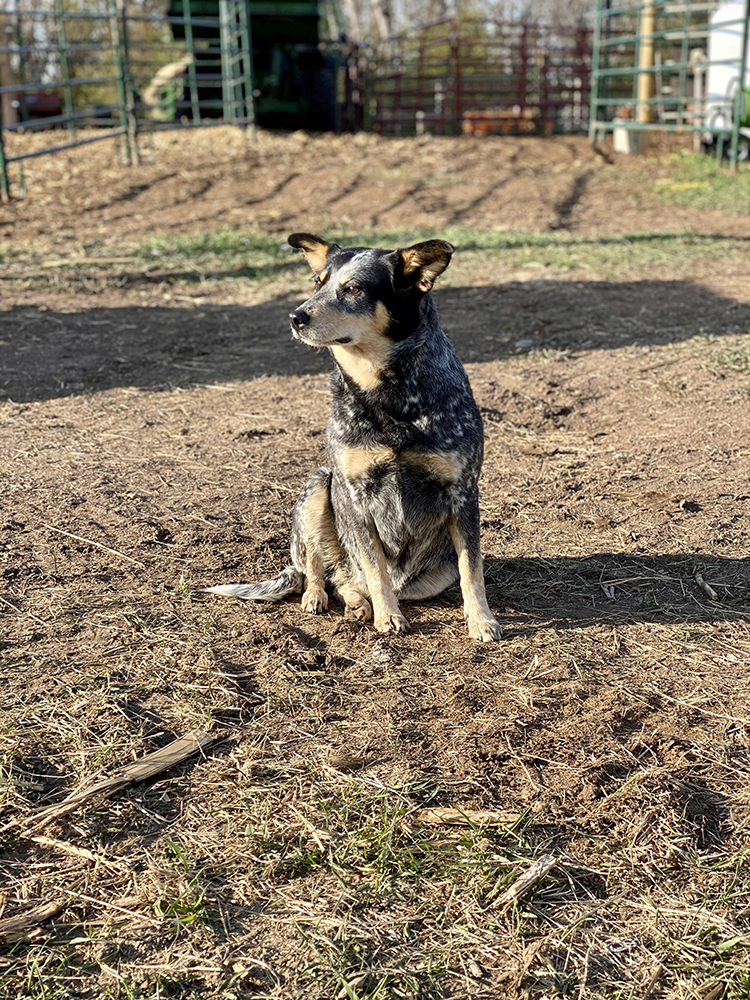 Foxy the ranch dog