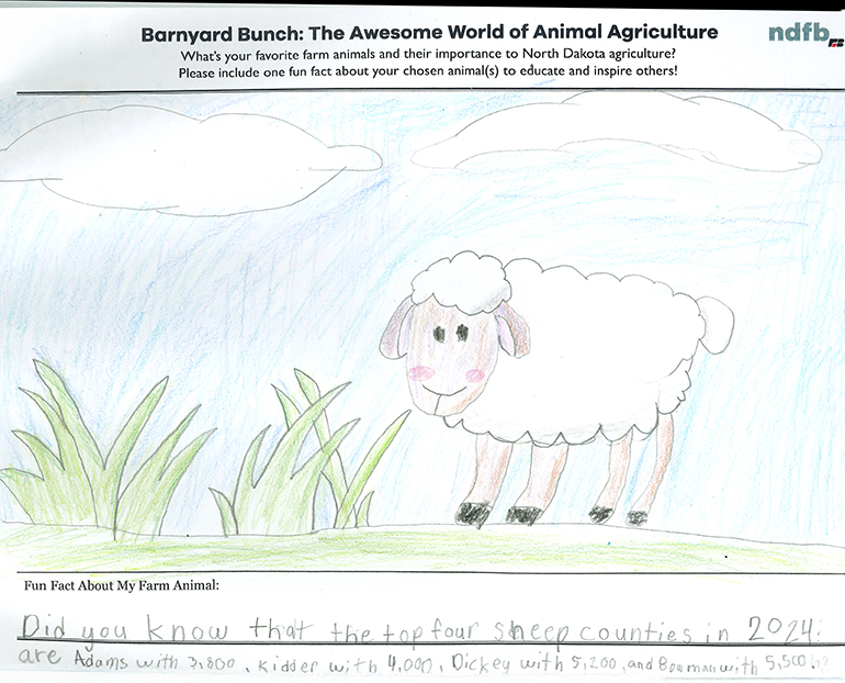 Haydens-2025-drawin-sheep-facts