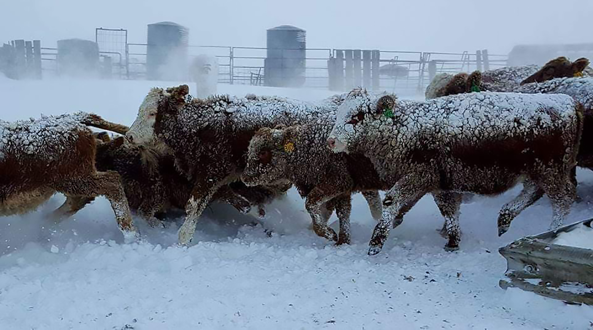 Preparing for a blizzard farmer style