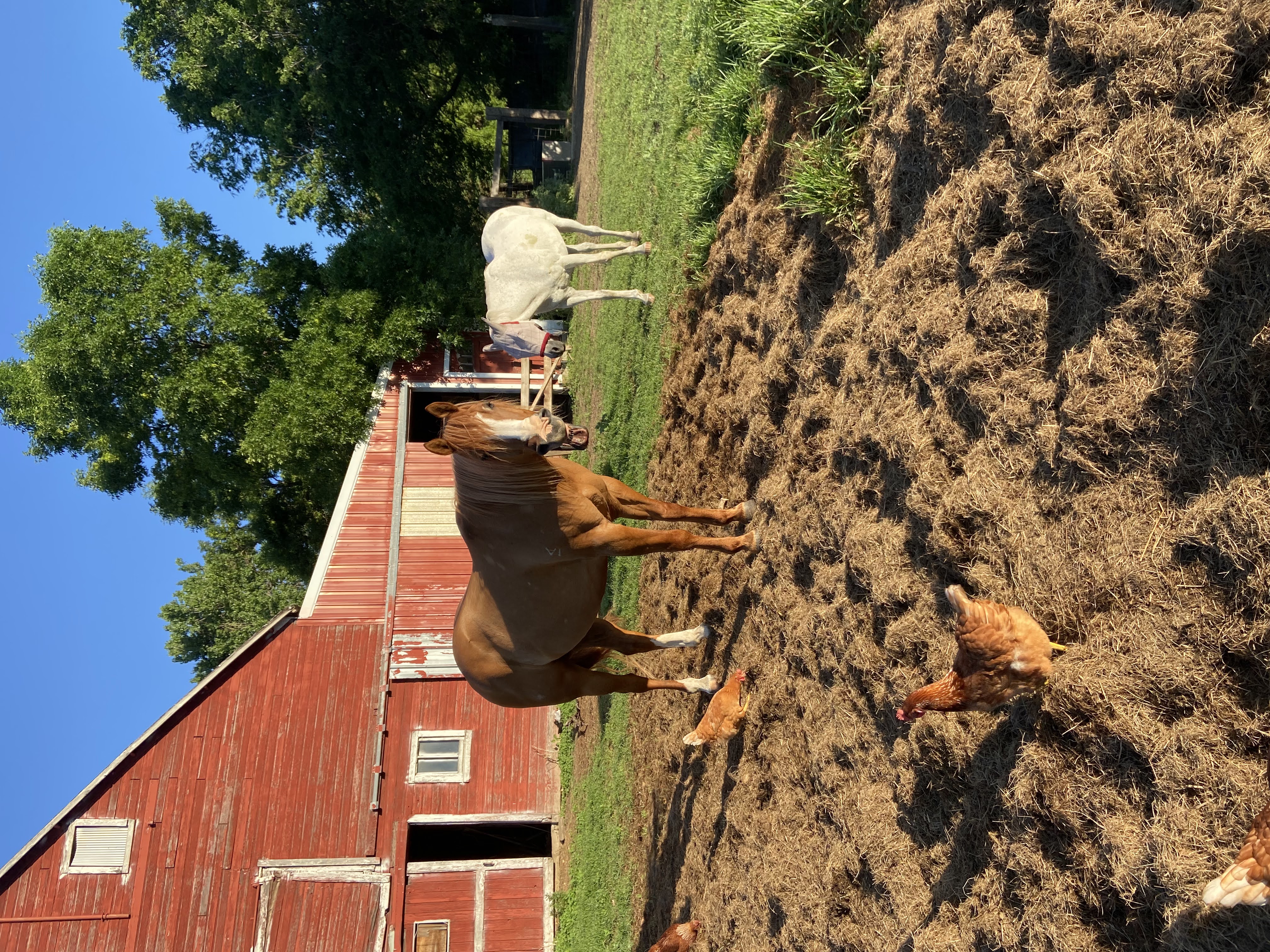 The Vangsness horses and chickens