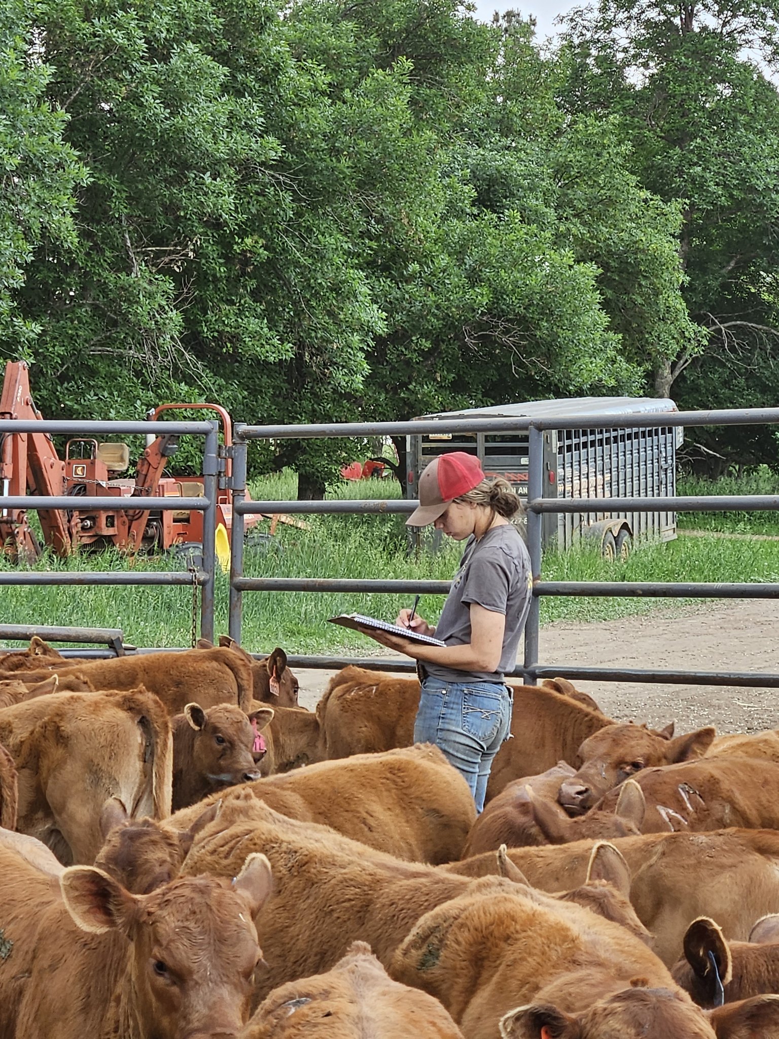 Jolyn's daughter out in the pen checking on the cattle