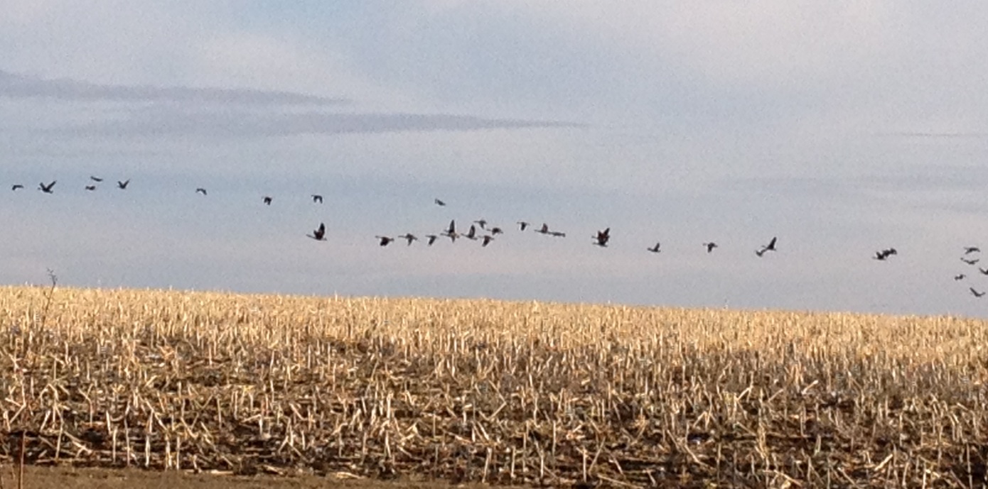 stubble field and geese