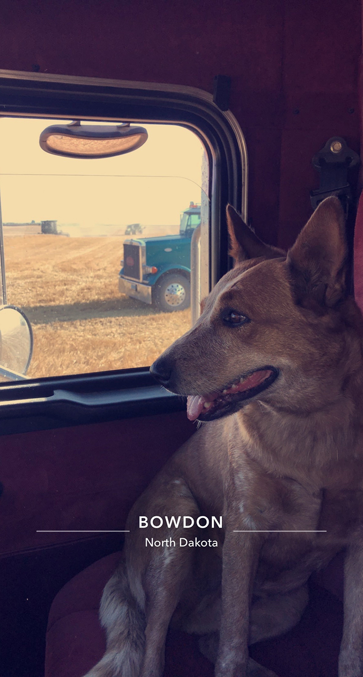 Reba the farm dog on a ride along