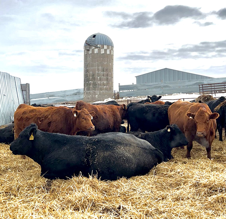 The family's SimAngus cattle