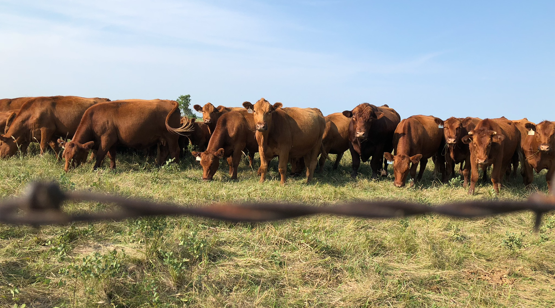 Rancher lingo