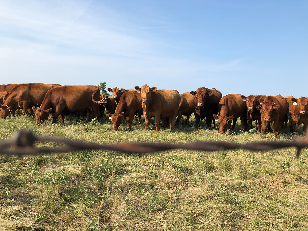 Cattle in pasture