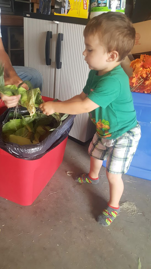 Shucking Roudup Ready corn