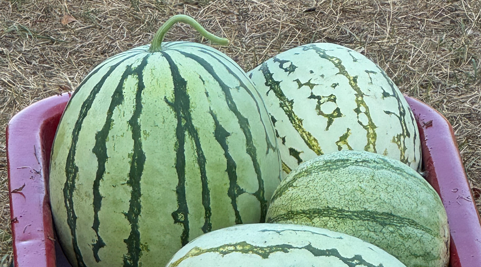 Holy apples and melons