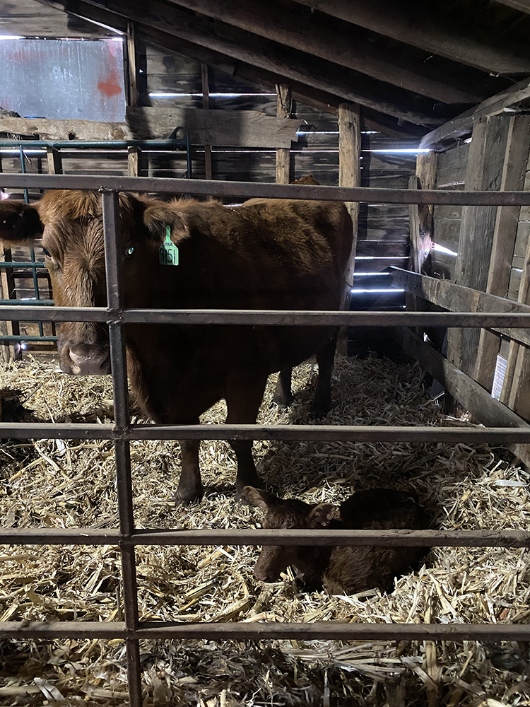 A cow and her calf, warm and safe indoors