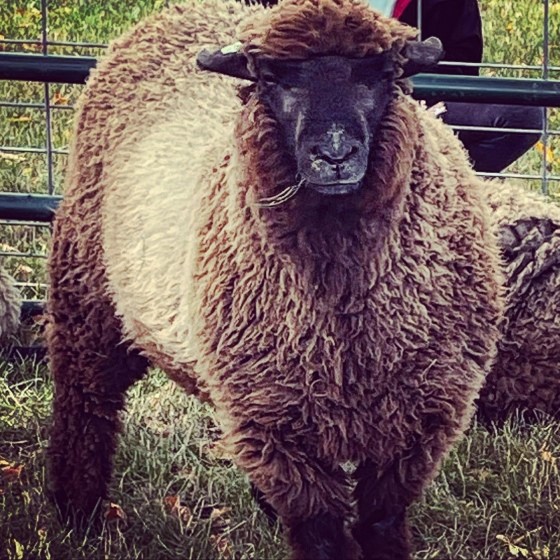 Sheep at Nome School