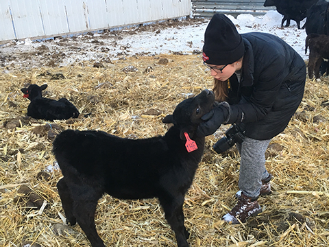 New calves on the Ogdahl ranch