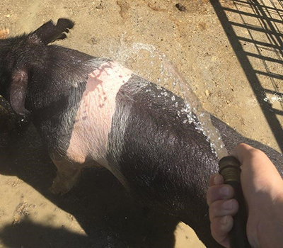 The hog days of summer