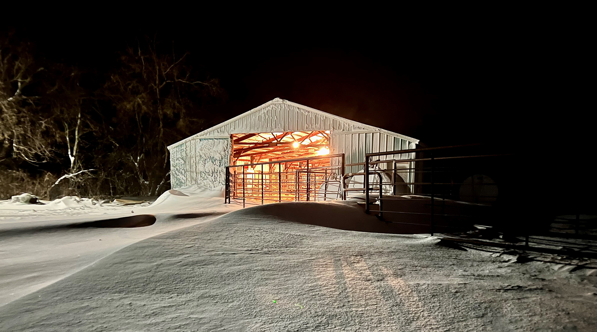 How ranchers care for cattle
