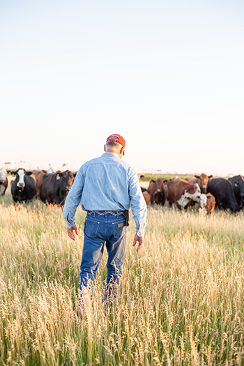 Anna's father takes a look at the cattle herd