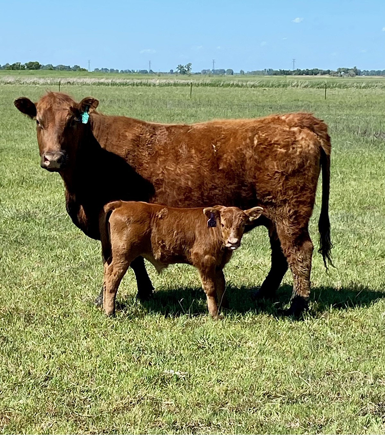 Red Angus cow calf pair