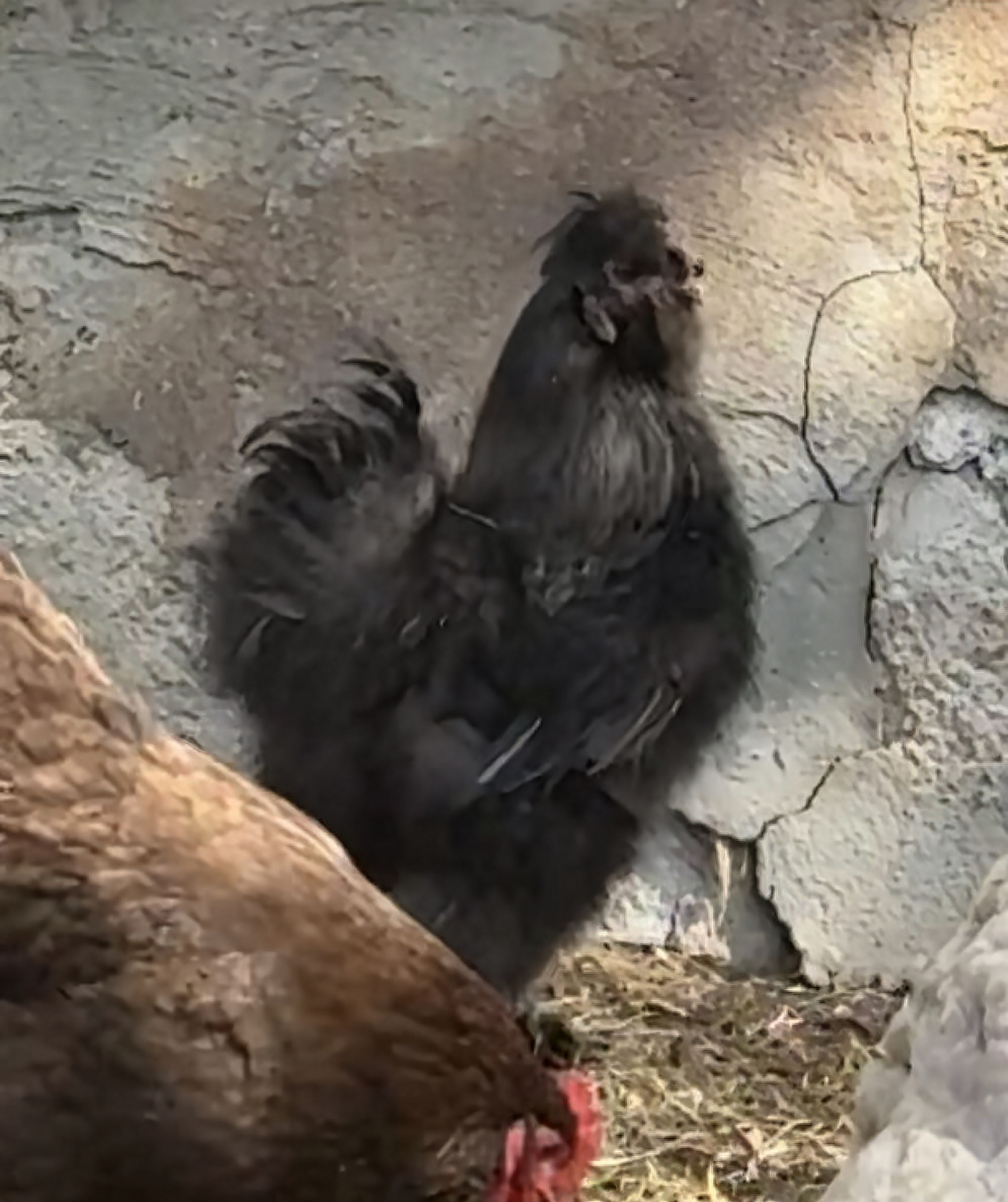 Chickens, the livestock gateway