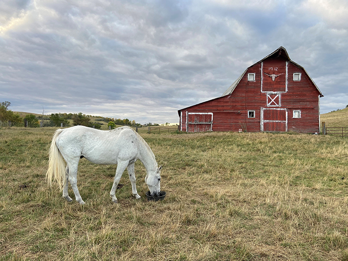 A fall evening feeding the horses