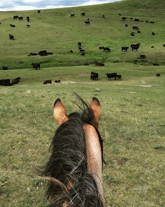 In the pasture with the cattle