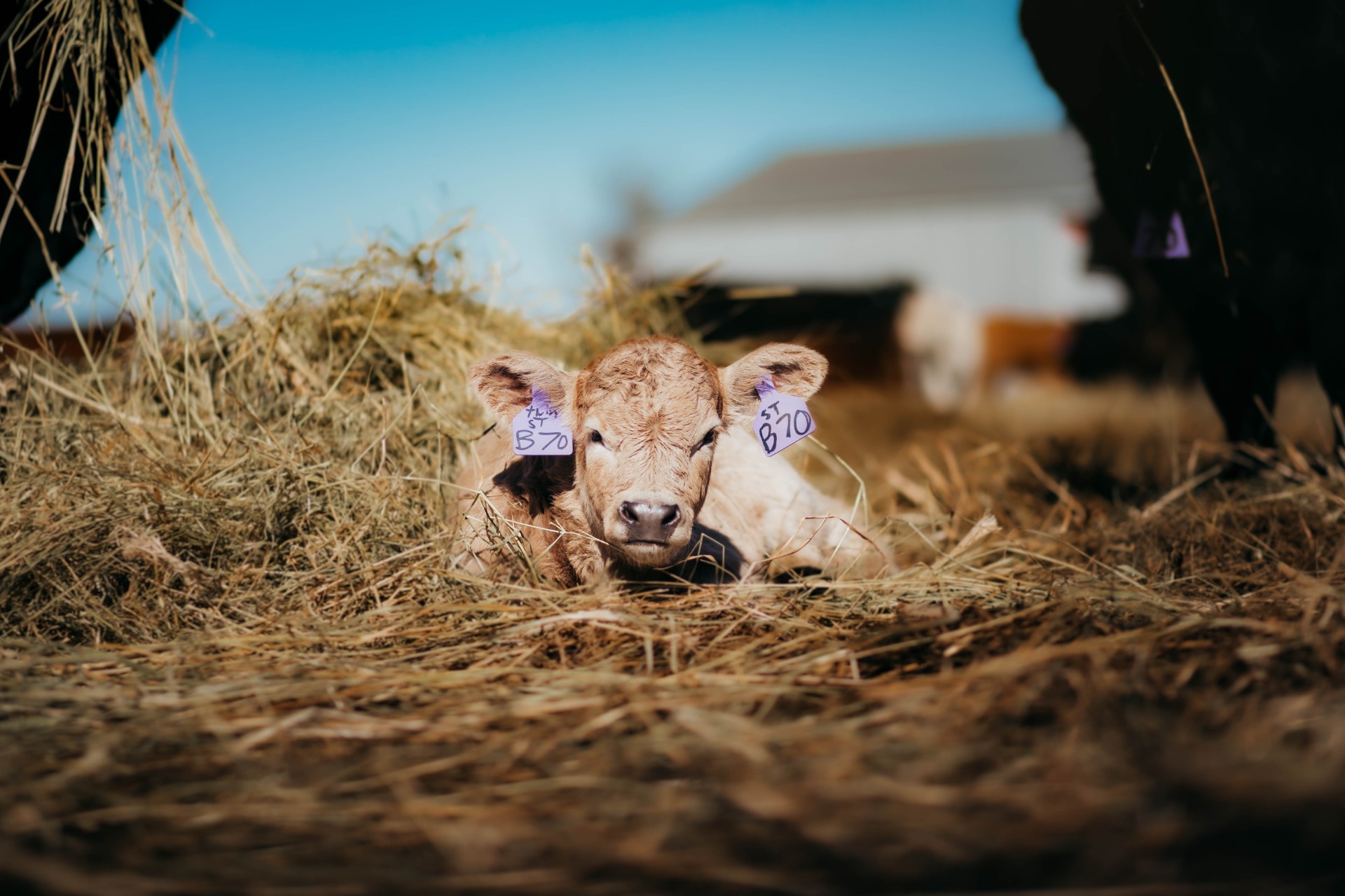 Shana Volk's winning animal photo in the contest