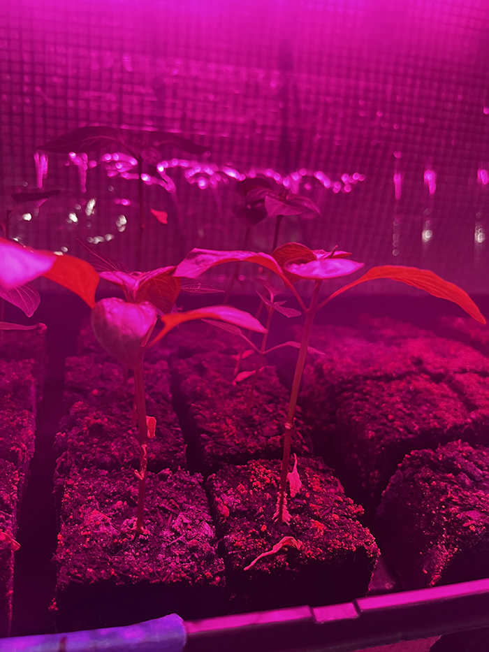 Soil blocks in the greenhouse