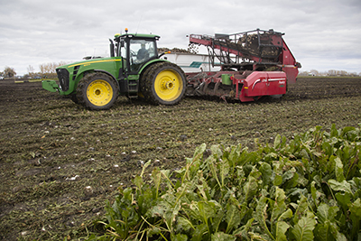 Sugarbeet harvest