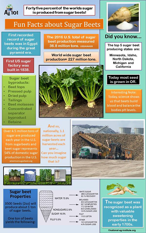 The amazing sugar beet