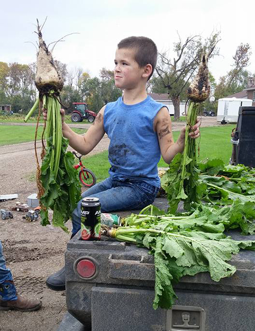 Boy holding a sugar beet